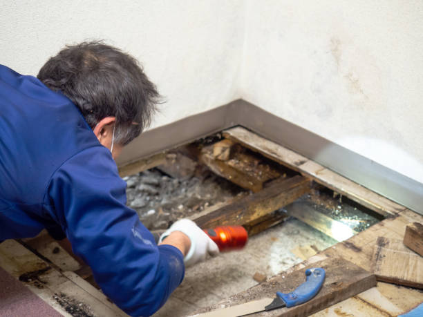 Best Mold Remediation for Schools in Muskegon, MI