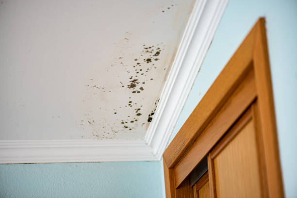 Best Commercial Mold Remediation in Muskegon, MI