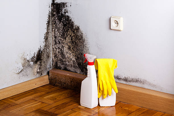 Best Preventive Mold Services in Muskegon, MI