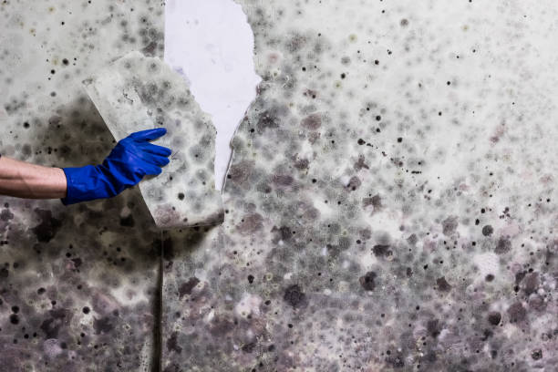 Best Crawl Space Mold Remediation in Muskegon, MI