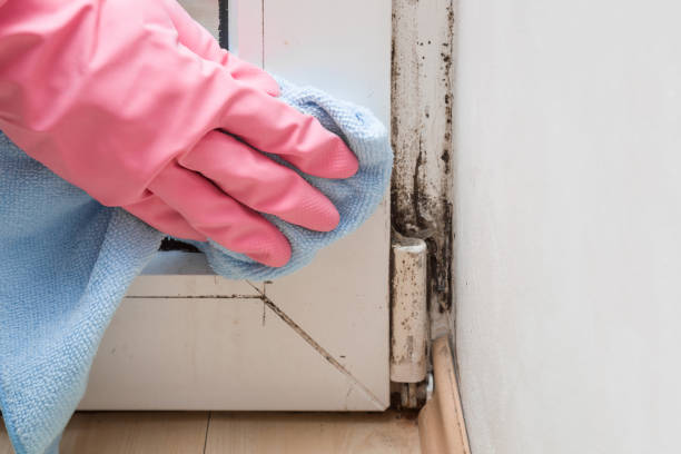 Best Kitchen Mold Remediation in Muskegon, MI